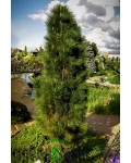 Сосна чёрная / австрийская Грин Тауэр | Сосна чорна / австрійська Грін Тауер | Pinus nigra Green Tower